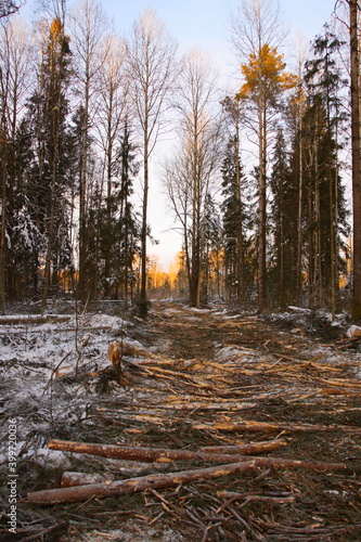 Road made of laid logs in the forest for driving to the plots for cutting wood