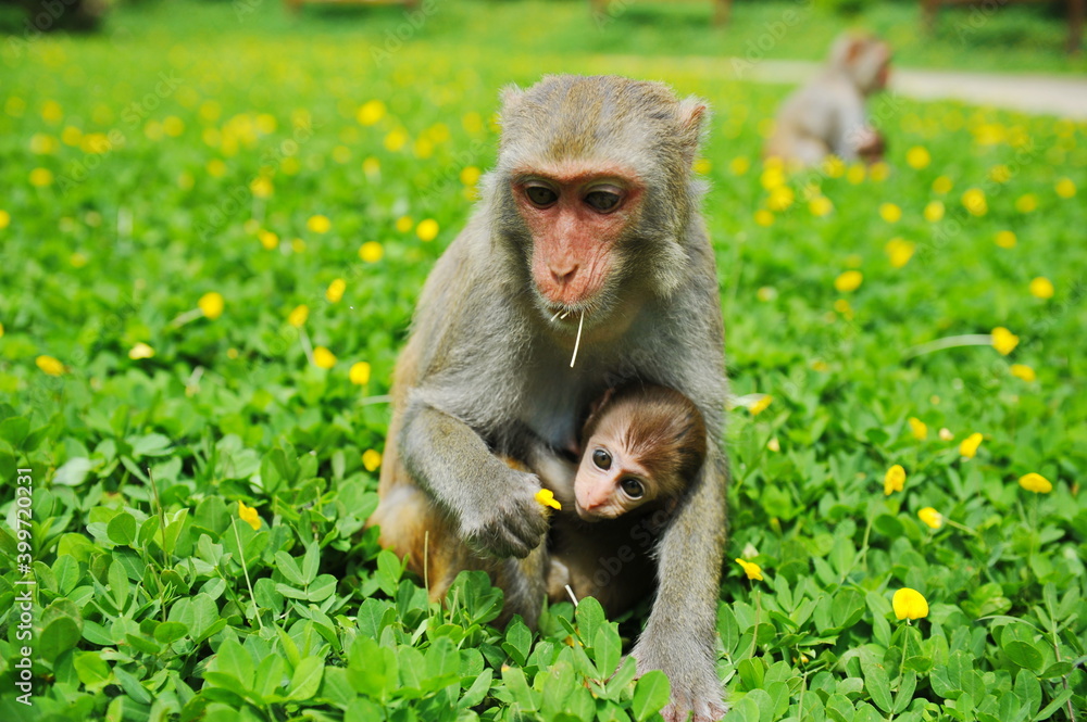 Fototapeta premium Hainan, China - 07.27.2012 : Monkeys in a nature reserve on the island.