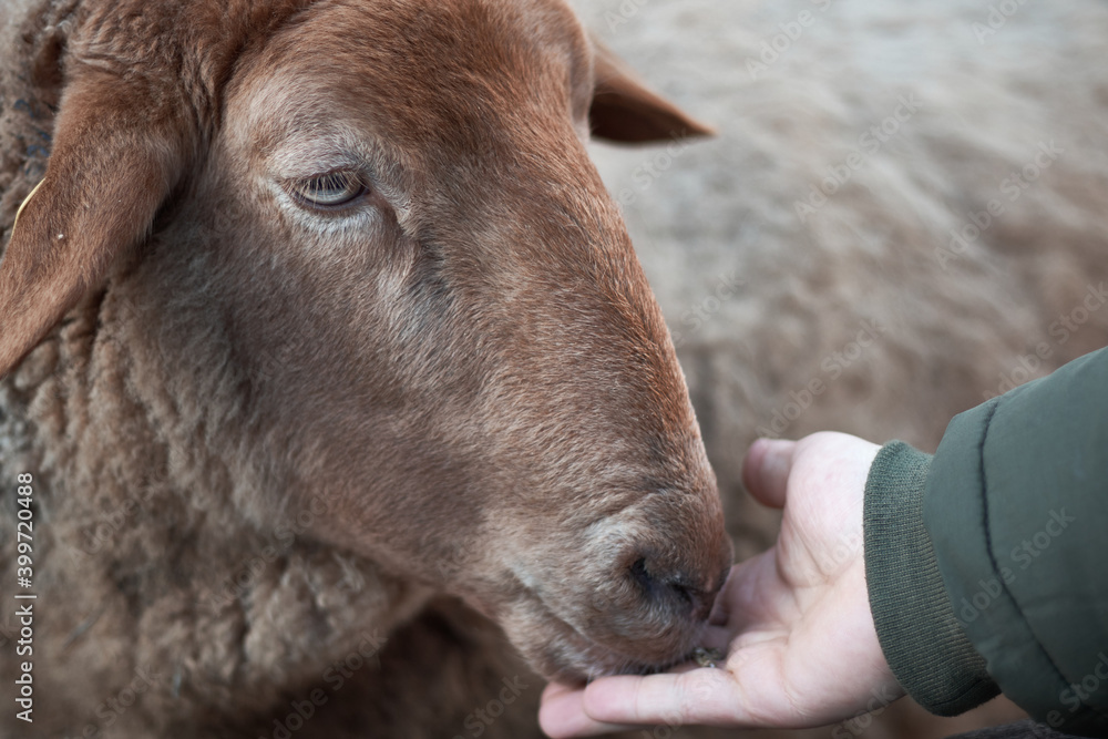 A man is feeding a sheep from hand. Portrait of sheep that is being fed by man A man is feeding a sheep from hand. Portrait of sheep that is being fed by man