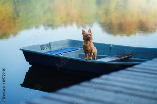 Bild auf Leinwand dog in the boat. Active wet australian terrier in nature at lake