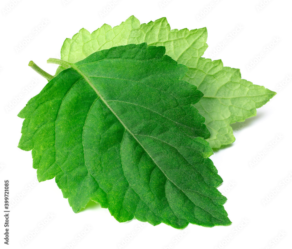 Obraz premium fresh Patchouli (Pogostemon cablin) leaves isolated on the white background