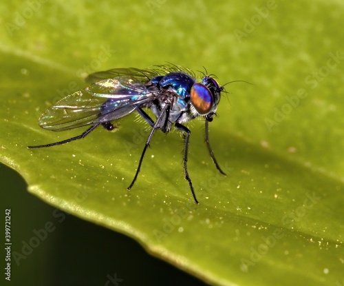 Colorful Dolichopodidae or Long legged fly standing on a leaf.