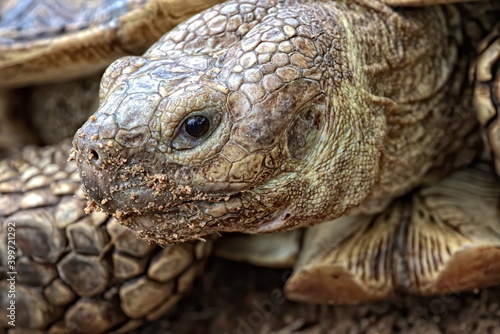 Close up of a tortoise head with the eye as center.