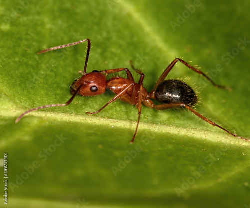 Florida carpenter ant up close on a green leaf background. Camponotus floridanus.