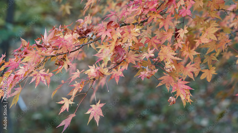 Fächer-Ahorn oder Japanischer Ahorn (Acer palmatum), schöner Zierpflanze mit grazilen Form und intensiven Herbstfärbung begründet Fächer-Ahorn oder Japanischer Ahorn (Acer palmatum), schöner Zierpflanze mit grazilen Form und intensiven Herbstfärbung begründet