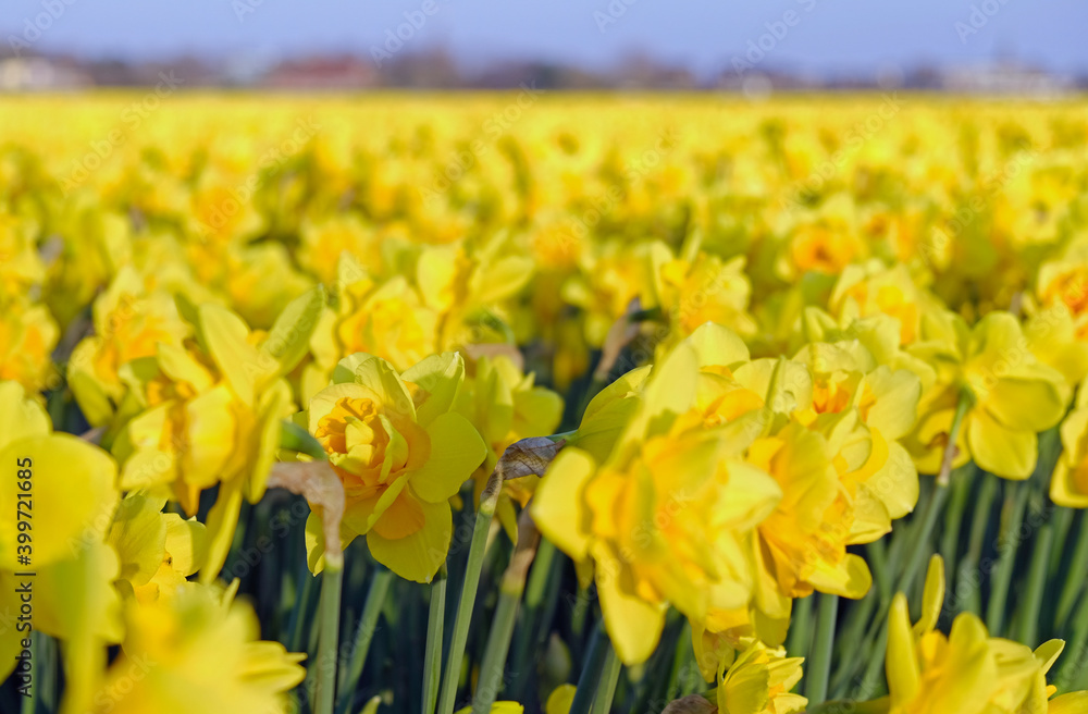 field of yellow narcissus flowers ground perspective field of yellow narcissus flowers ground perspective