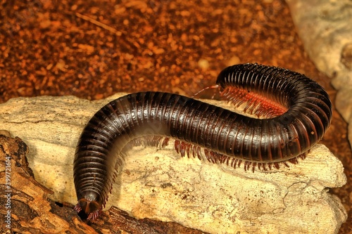 Centipede on the move. © Russell