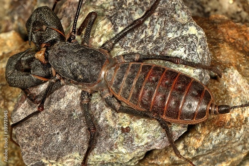 Top view of a Whip scorpion sitting upon a rock. Thelyphonida.