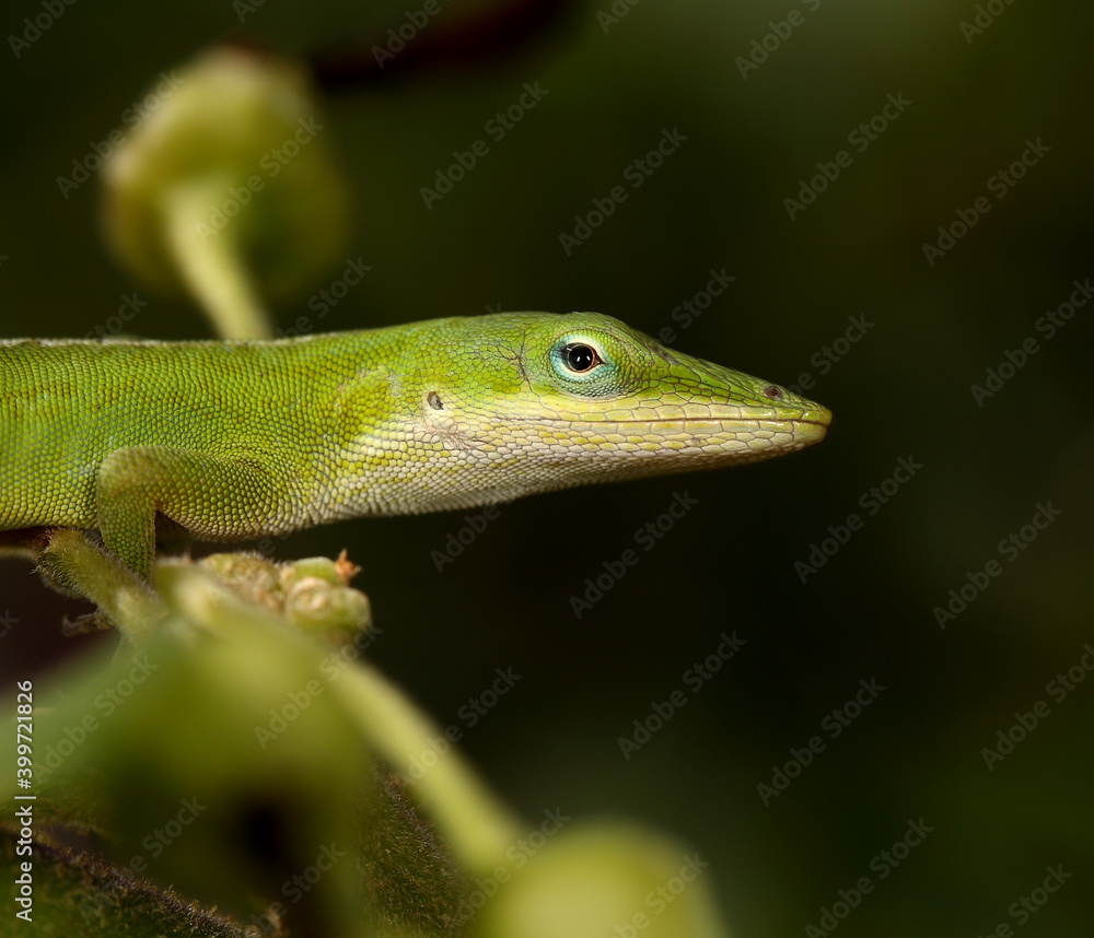 Macro head shot of green anole.