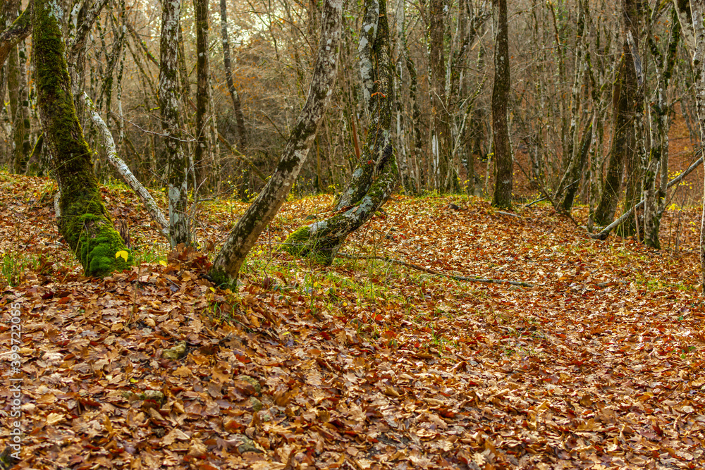 Autumn oak forest with fallen leaves. A walk through the empty November forest. A warm sunny autumn day. Green grass breaks through the orange foliage. Beautiful curved tree trunks. Late autumn Autumn oak forest with fallen leaves. A walk through the empty November forest. A warm sunny autumn day. Green grass breaks through the orange foliage. Beautiful curved tree trunks. Late autumn