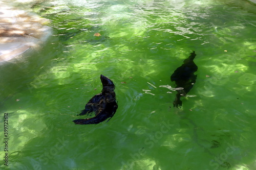 The animals of the biopark of rome,italy (zoological garden)	
