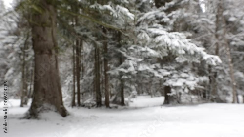 Wallpaper Mural snow falling at the fir trees branches Torontodigital.ca