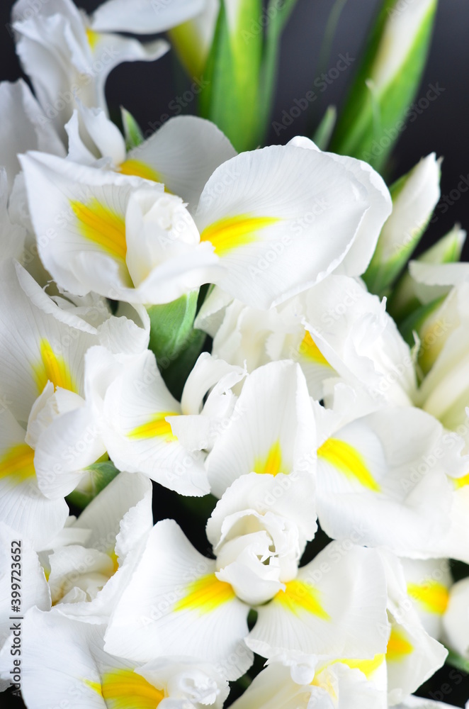 Flowers irises macro photo shots Flowers irises macro photo shots