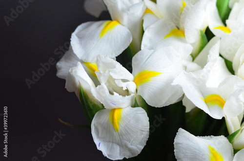Fototapeta Naklejka Na Ścianę i Meble -  Flowers irises macro photo shots