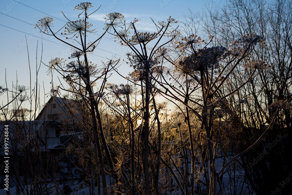 Fototapeta premium Dry hogweed landscape horizontal