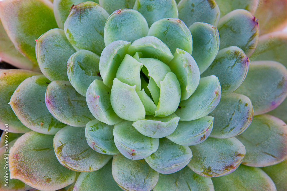 Close up of a succulent plant natural background pattern Close up of a succulent plant natural background pattern