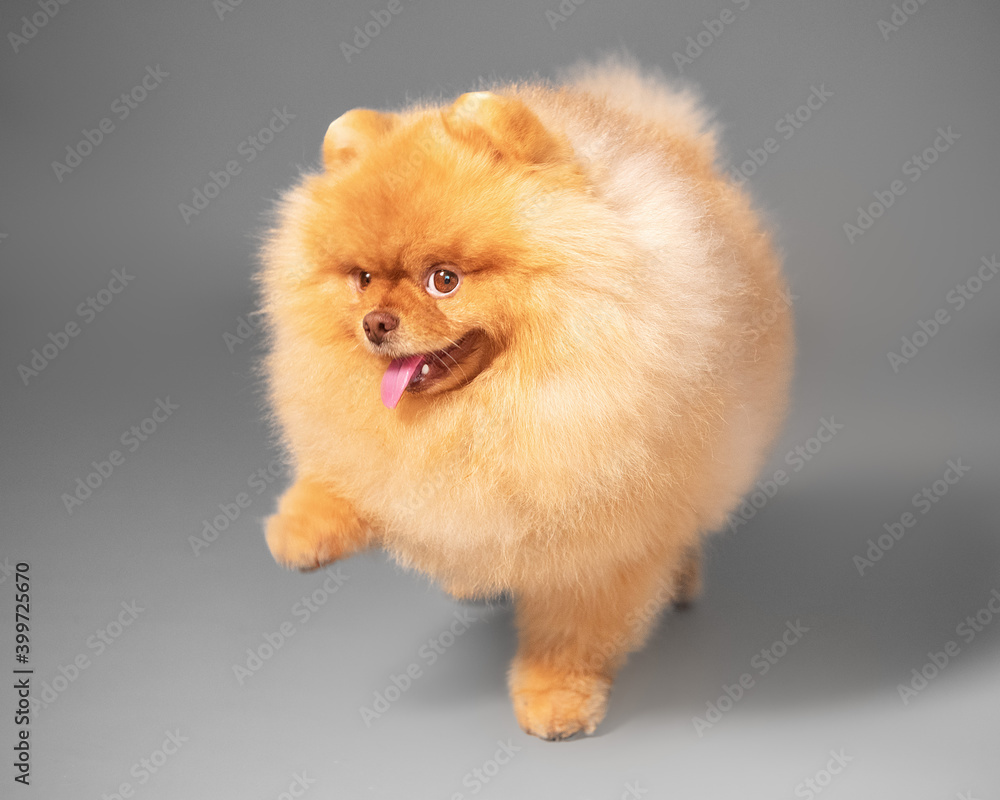 Studio portrait of a paw raised small cute furry purebred spitz dog walking on a gray background