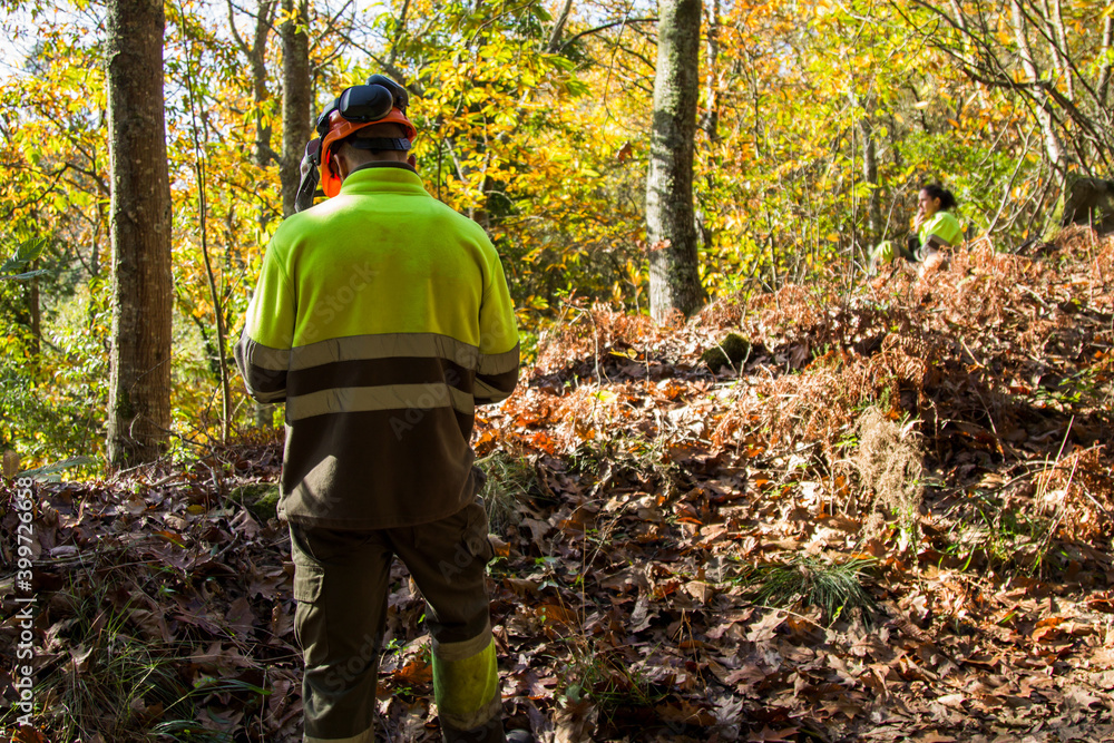 lumberjack or forest worker walking through the forest lumberjack or forest worker walking through the forest