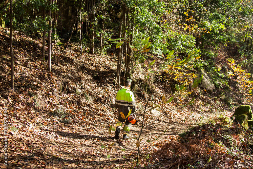 lumberjack or forest worker walking along the forest path lumberjack or forest worker walking along the forest path