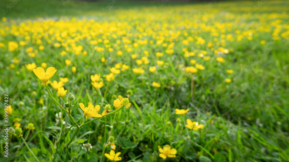 Wild yellow flowers among lush green grass with blurred background Wild yellow flowers among lush green grass with blurred background