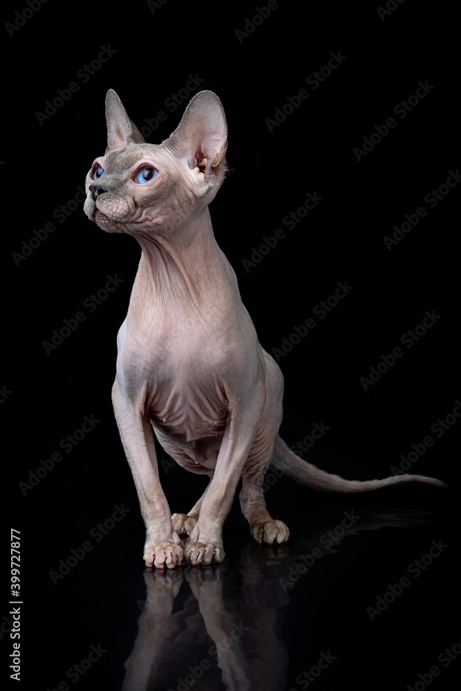 Gray Sphynx with blue eyes Cat Sitting and Looking in Camera on Isolated Black Background