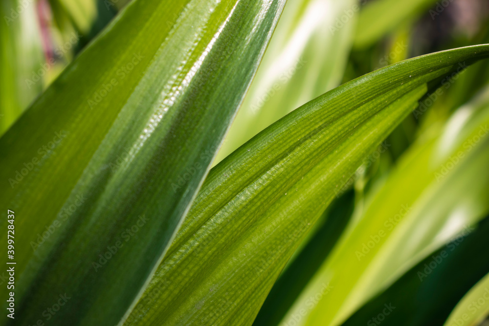 Close up shot of a green leaves with dust particles on them. Outdoors Close up shot of a green leaves with dust particles on them. Outdoors