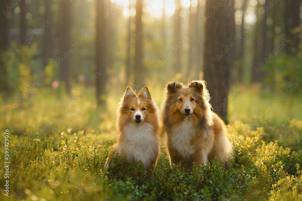 red two sheltie dogs in the green forest. Pet on the nature. tracking, hiking, travel red two sheltie dogs in the green forest. Pet on the nature. tracking, hiking, travel