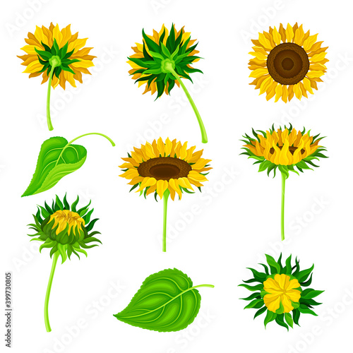 Sunflower or Helianthus as Annual Flowering Plant with Round Flower Head Vector Set