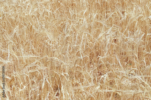 Campo de cebada maduro y listo para la siega en Brihuega, España. Primer plano de las espigas de cereal de un color dorado intenso.