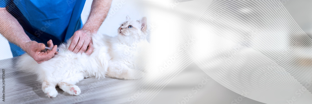 Veterinarian giving an injection to a sacred cat of burma; panoramic banner Veterinarian giving an injection to a sacred cat of burma; panoramic banner