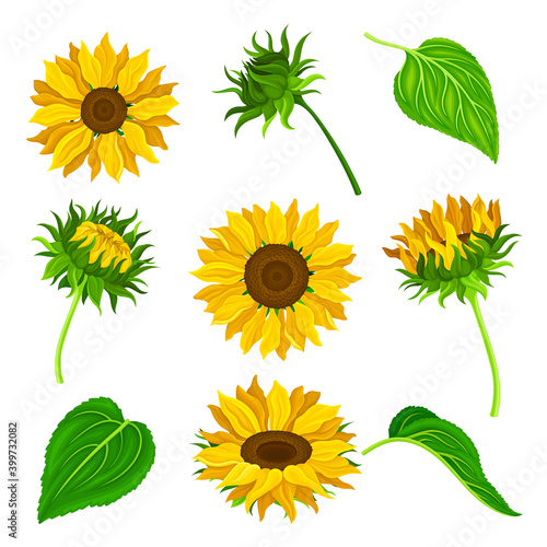 Sunflower or Helianthus as Annual Flowering Plant with Round Flower Head Vector Set