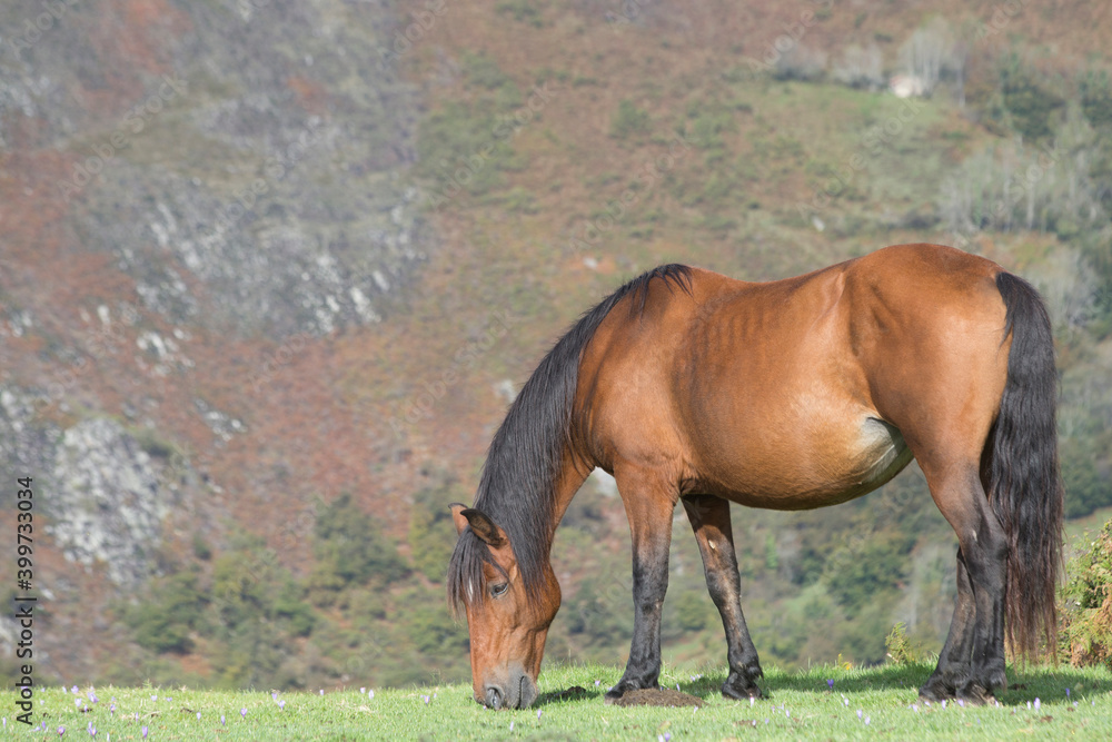 Fototapeta premium Lonely mare eating grass in a meadow in Northern Europe. copy space