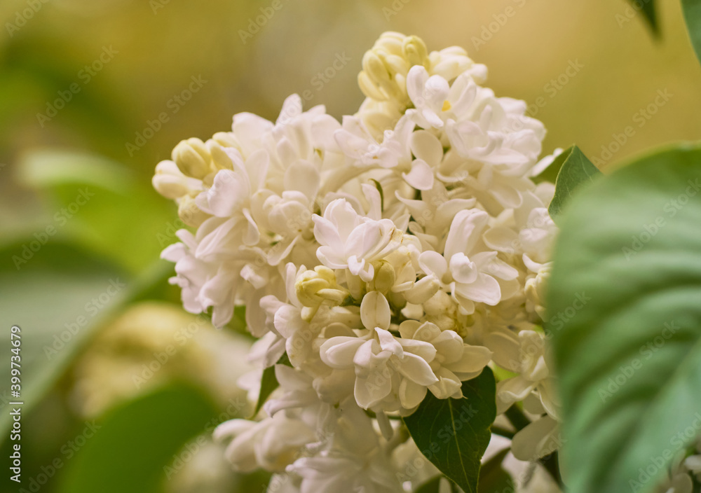 Branch of blossoming lilac in a spring garden. Branch of blossoming lilac in a spring garden.