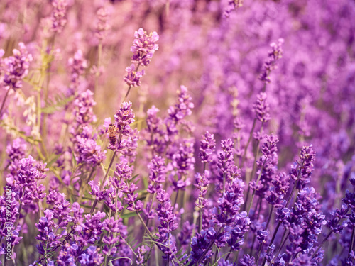 Lavender flowers in flower garden.