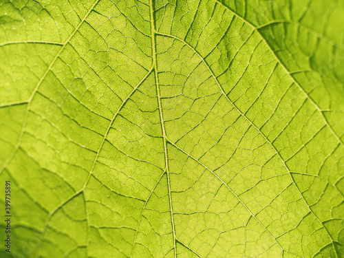 Close up leaf veined macro shot lit by sunlight