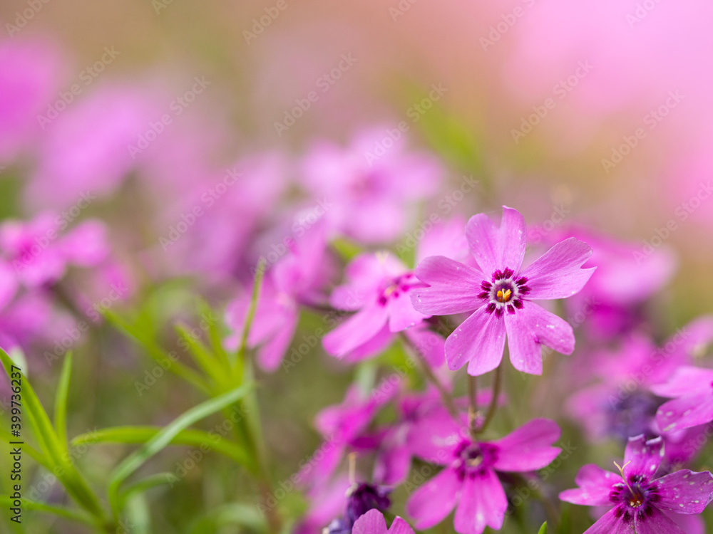 Phlox flower blooming with pink blossom