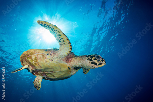 Hawksbill sea turtle swimming in the shallow water above coral reef 