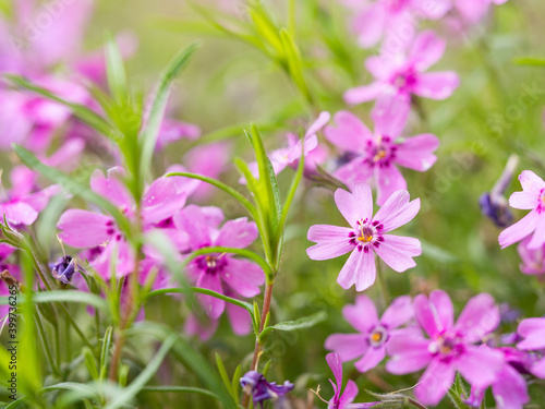Phlox flower blooming with pink blossom