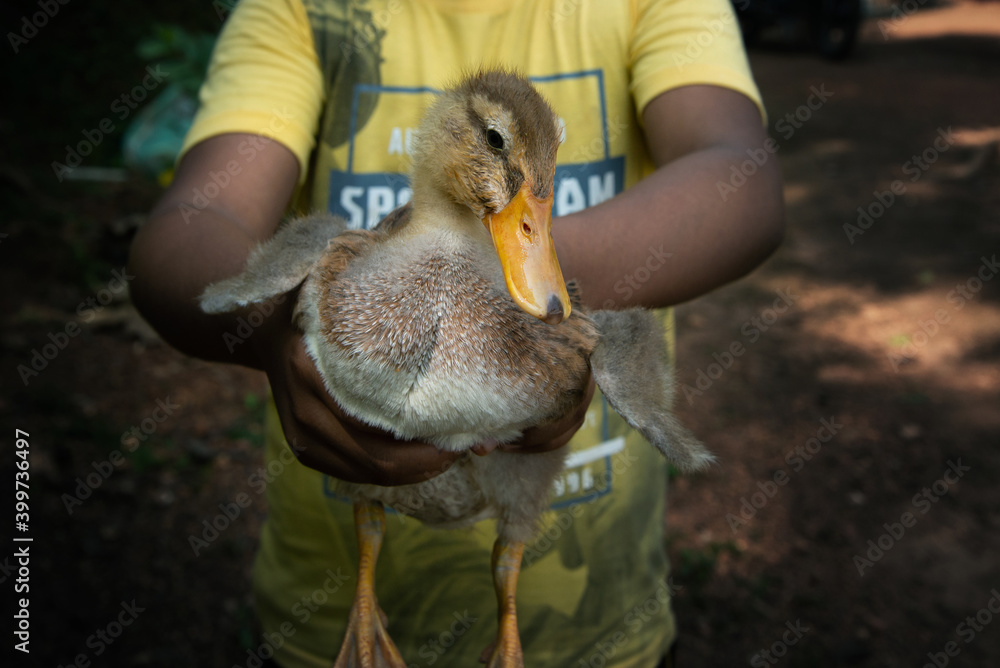 Obraz premium Boy holding a little baby duck, High quality photography, hands only