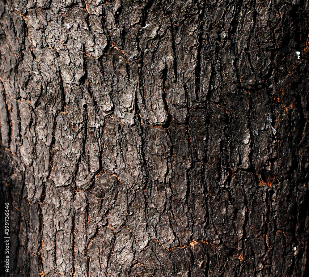 Bark Tree Texture , Background texture of tree bark , Natural wooden texture background Bark Tree Texture , Background texture of tree bark , Natural wooden texture background