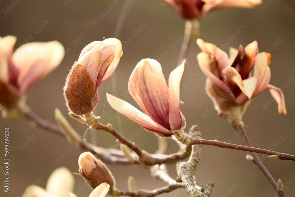 Delicate flowers of beige magnolia in the spring garden. Vintage style. Delicate flowers of beige magnolia in the spring garden. Vintage style.