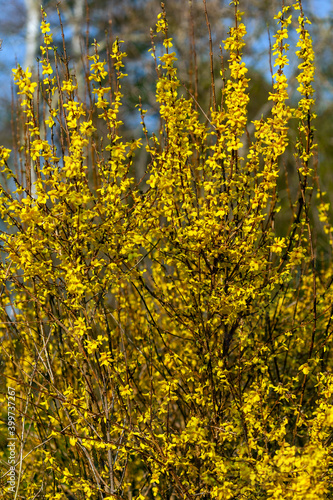 Forsythia x intermedia 'Week End' (Courtalyn) a winter spring flowering shrub plant which has a springtime yellow flower and leafless when in bloom stock photo image