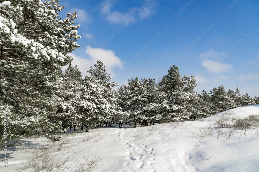 Obraz premium Coniferous forest covered with snow against a blue sky. Fairy tale on a winter day