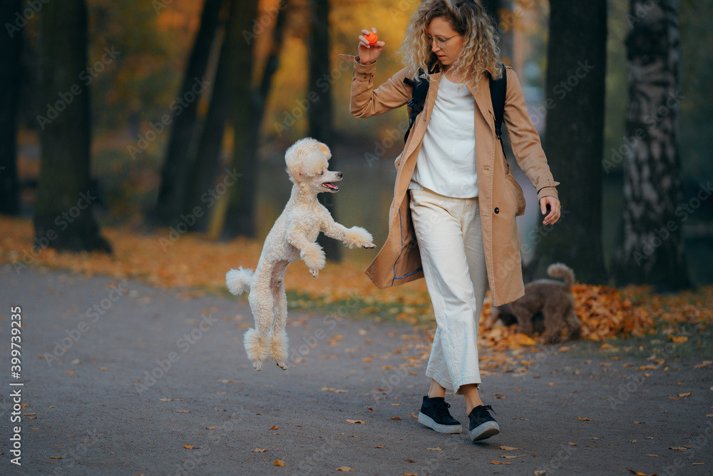 Fototapeta premium women and dog in an autumn park at sunset. Walking with pet