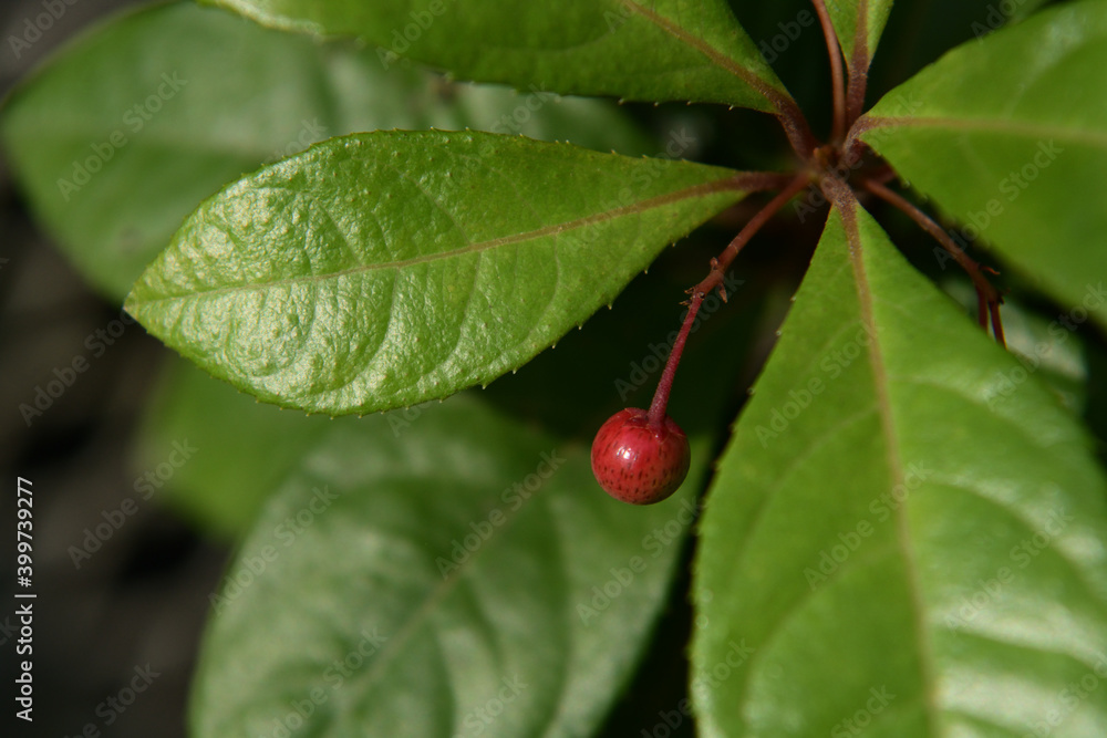 赤い小粒な実を持つかわいい植物