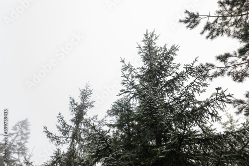 Mountain pine trees in the fog