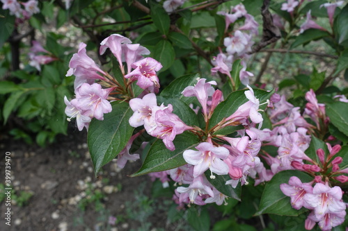 Pink flowers of Weigela florida in mid May