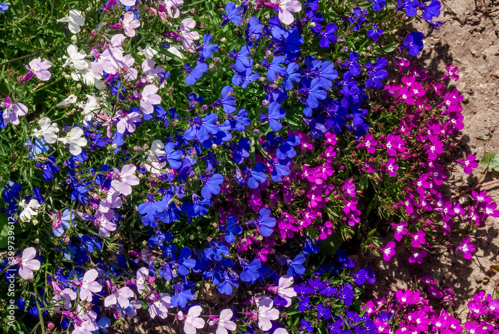 Edging Lobelia (Lobelia erinus) in garden Edging Lobelia (Lobelia erinus) in garden