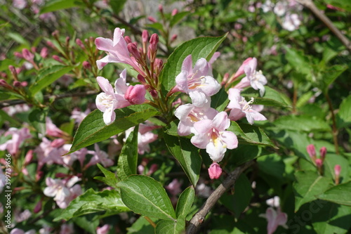 Showy pink flowers of Weigela florida in mid May