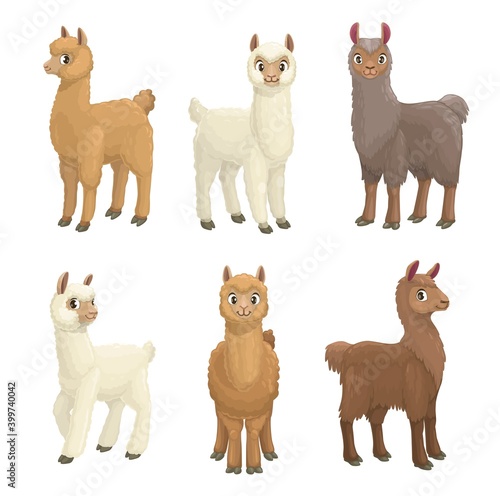 Lama, alpaca, guanaco, llama and vicuna animals cartoon vector set. Camelid mammals with white, brown and grey wool, cute farm llama animals with furry faces and ears, long necks and legs